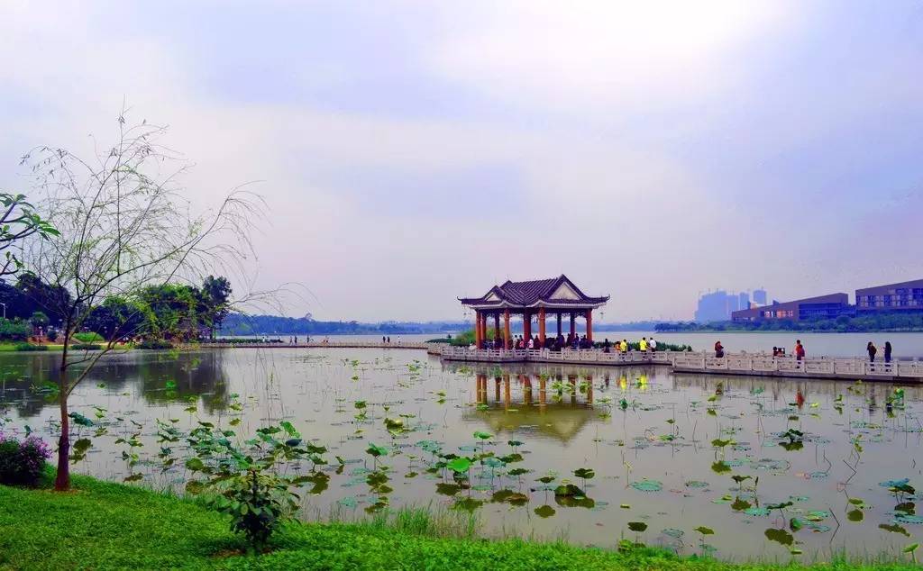 东莞桃源公园松湖花海