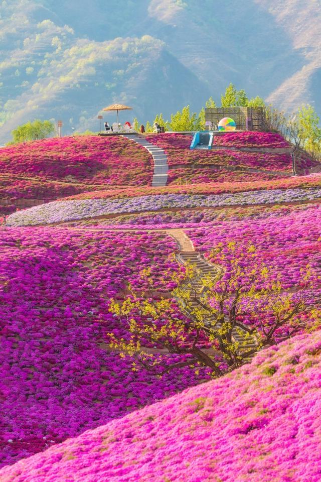 唐山雨花谷薰衣草庄园