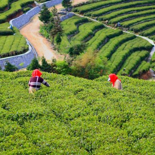 台州羊岩山茶文化园