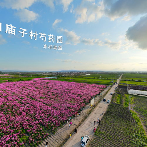 宁安市渤海镇白庙子村芍药园