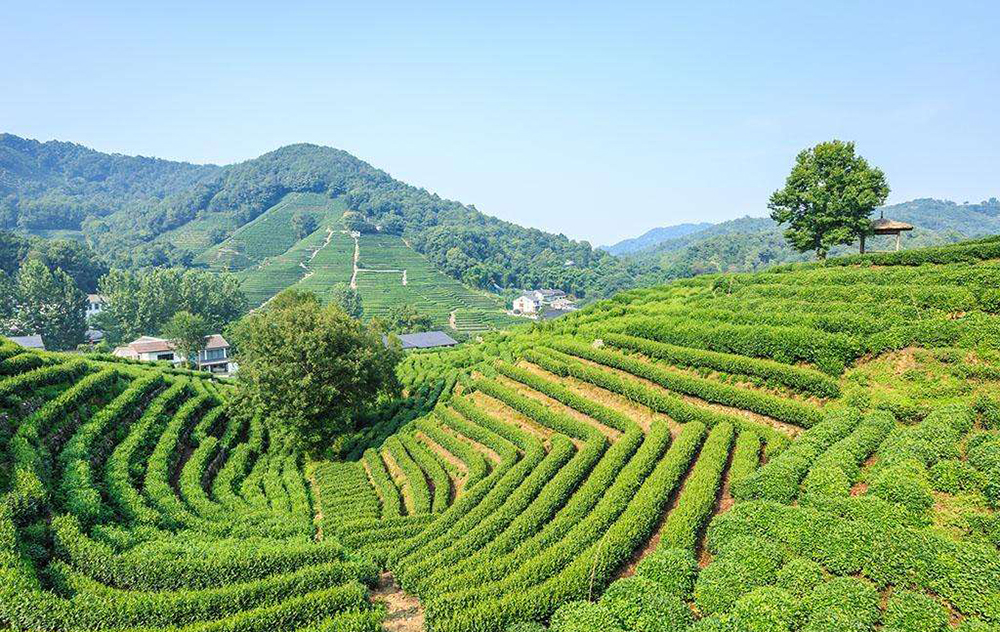 杭州龙井茶园-VR全景城市
