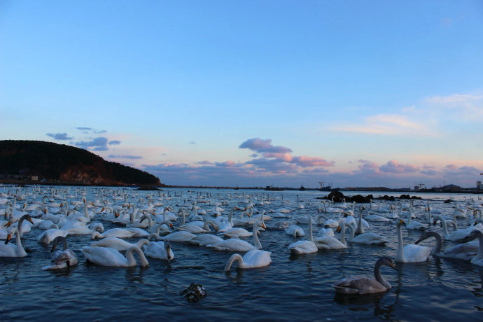 威海天鵝湖-vr全景城市