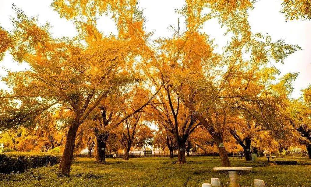 泰州古银杏森林公园-vr全景城市